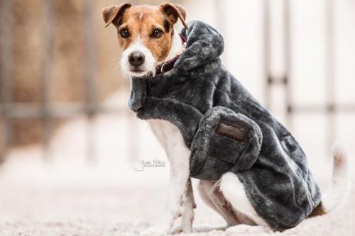 Kentucky Fake Fur dog coat Grey