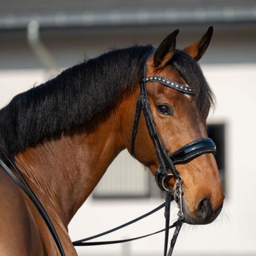 One in a million stang en trens hoofdstel zwart
